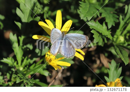 秋の野原に咲く白いコスモスの花の蜜を吸うモンシロチョウ 秋の野原に咲く白いコスモスの花の蜜を吸うモンシロチョウ 132671178