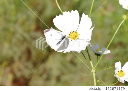 秋の野原に咲く白いコスモスの花の蜜を吸うモンシロチョウ 秋の野原に咲く白いコスモスの花の蜜を吸うモンシロチョウ 132671179