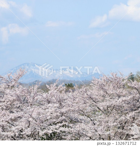 桜越しに残雪の雪山を望む 132671712