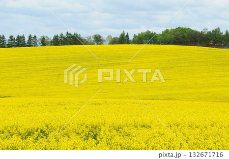 黄色い菜の花の丘 132671716