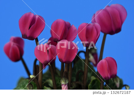 鮮やかな赤色のシクラメン　（ fix撮影 ） 132672187