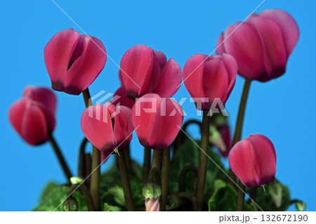 鮮やかな赤色のシクラメン ( fix撮影 ) 鮮やかな赤色のシクラメン ( fix撮影 ) 132672190