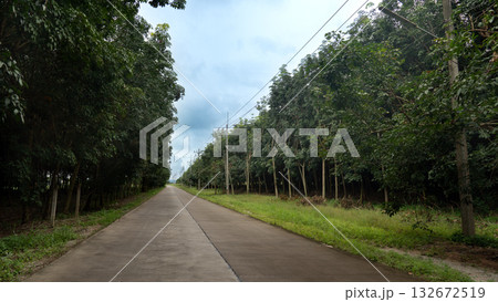 Asphalt road leading to the destination ahead. Two side with rubber trees forest and green grass. with electric pole with cable. Under blue sky and white clouds. Rural agricultural areas. 132672519