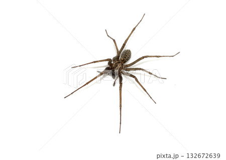 A large UK house spider on a white background 132672639
