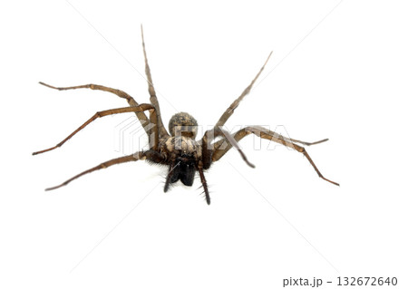 A large UK house spider on a white background 132672640