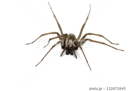 A large UK house spider on a white background 132672645