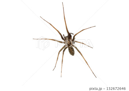 A large UK house spider on a white background 132672646