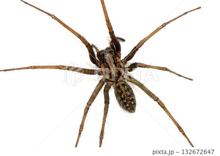 A large UK house spider on a white background A large UK house spider on a white background 132672647