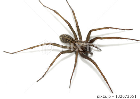 A large UK house spider on a white background 132672651