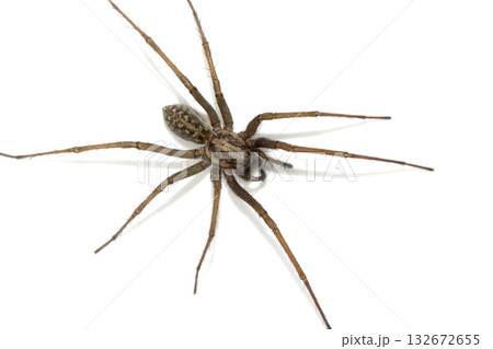 A large UK house spider on a white background 132672655