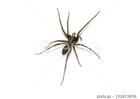 A large UK house spider on a white background 132672656