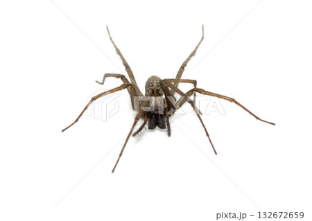 A large UK house spider on a white background 132672659