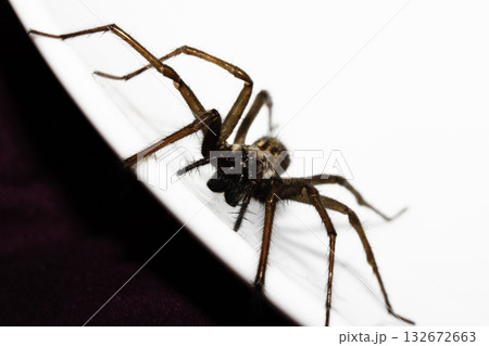 A large UK house spider on a white background 132672663