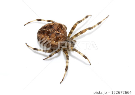 Large UK garden Spider on a White Background Large UK garden Spider on a White Background 132672664