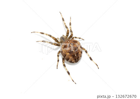 Large UK garden Spider on a White Background Large UK garden Spider on a White Background 132672670