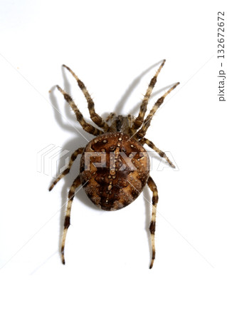 Large UK garden Spider on a White Background Large UK garden Spider on a White Background 132672672