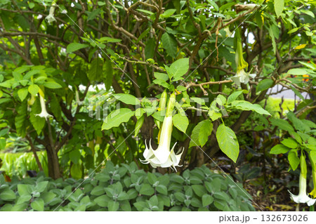 Angel's trumpet (Brugmansia) white flowers in the garden. Angel's trumpet (Brugmansia) white flowers in the garden. 132673026