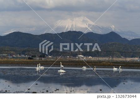 大山とコハクチョウ 大山とコハクチョウ 132673044