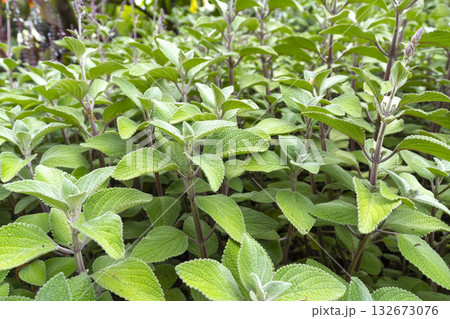 Indian borage (plectranthus amboinicus (Lour.) Spreng. Herb in a garden. 132673076