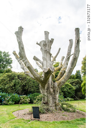 枝を切り落とした裸の大木　ロンドン郊外のナイマン・パークにて 132673177