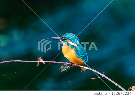 カワセミ 132673224