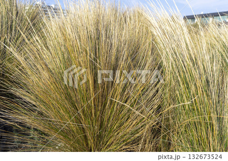 Chionochloa rubra or Chaffy Saw Sedge, a perennial plant in coastal saltmarsh.  132673524