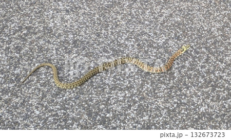 ヤマカガシ 毒蛇 ヤマカガシ 毒蛇 132673723