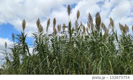 ダンチクの群生 132673754