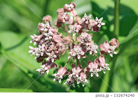 Asclepias syriaca flowers close up 132674240
