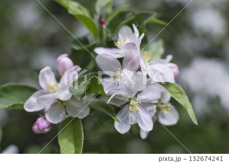 Attractive flowers of apple-tree on a green blurry background 132674241