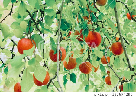 木になっているりんご 132674290