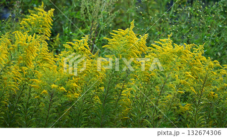 セイタカアワダチソウ (Golden rod) 土地・不動産素材にも セイタカアワダチソウ (Golden rod) 土地・不動産素材にも 132674306