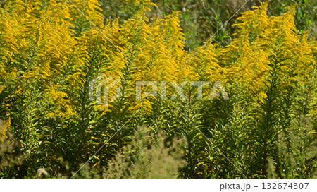 セイタカアワダチソウ (Golden rod) 土地・不動産素材にも セイタカアワダチソウ (Golden rod) 土地・不動産素材にも 132674307