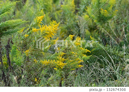 セイタカアワダチソウ (Golden rod)　土地・不動産素材にも 132674308