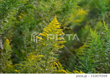 セイタカアワダチソウ (Golden rod)　土地・不動産素材にも 132674309