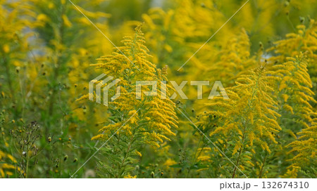 セイタカアワダチソウ (Golden rod)　土地・不動産素材にも 132674310