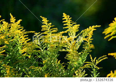 セイタカアワダチソウ (Golden rod)　土地・不動産素材にも 132674316