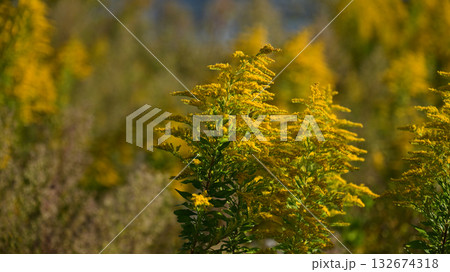 セイタカアワダチソウ (Golden rod)　土地・不動産素材にも 132674318
