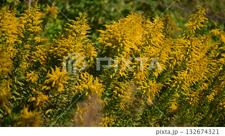 セイタカアワダチソウ (Golden rod)　土地・不動産素材にも 132674321
