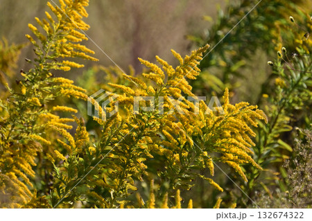 セイタカアワダチソウ (Golden rod) 土地・不動産素材にも セイタカアワダチソウ (Golden rod) 土地・不動産素材にも 132674322