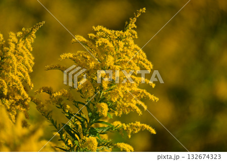 セイタカアワダチソウ (Golden rod)　土地・不動産素材にも 132674323