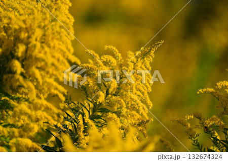 セイタカアワダチソウ (Golden rod) 土地・不動産素材にも セイタカアワダチソウ (Golden rod) 土地・不動産素材にも 132674324