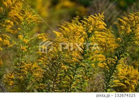 セイタカアワダチソウ (Golden rod) 土地・不動産素材にも セイタカアワダチソウ (Golden rod) 土地・不動産素材にも 132674325