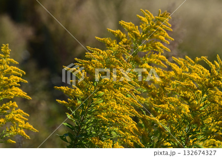 セイタカアワダチソウ (Golden rod) 土地・不動産素材にも セイタカアワダチソウ (Golden rod) 土地・不動産素材にも 132674327