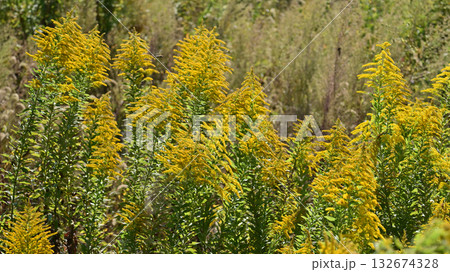 セイタカアワダチソウ (Golden rod)　土地・不動産素材にも 132674328