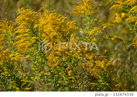 セイタカアワダチソウ (Golden rod) 土地・不動産素材にも セイタカアワダチソウ (Golden rod) 土地・不動産素材にも 132674330