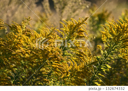 セイタカアワダチソウ (Golden rod)　土地・不動産素材にも 132674332