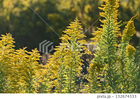 セイタカアワダチソウ (Golden rod) 土地・不動産素材にも セイタカアワダチソウ (Golden rod) 土地・不動産素材にも 132674333