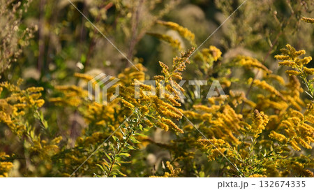 セイタカアワダチソウ (Golden rod)　土地・不動産素材にも 132674335