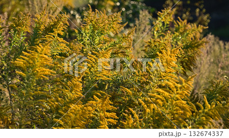 セイタカアワダチソウ (Golden rod)　土地・不動産素材にも 132674337